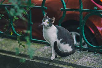 cat on street on day light