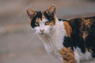 cat on street on day light