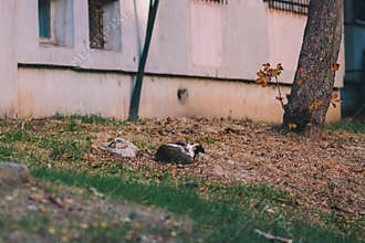 cat on street on day light