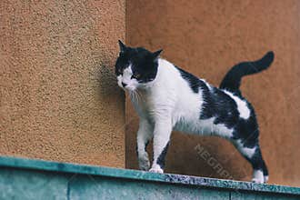 cat on street on day light