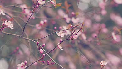 Atmospheric Natural Background. Cherry Blossom In Spring Garden Background. Spring Time Concept.