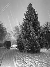 Evergreen Tree During the January Snow Storm
