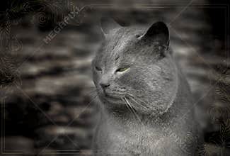 portrait of a grey male fatty cat placed with decorative borders.