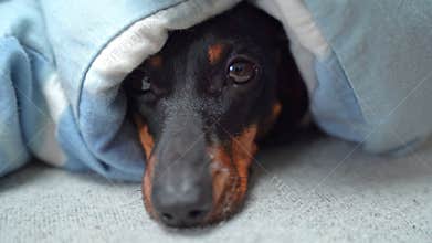 Dog is hiding under blanket, sticking out its nose, warming itself in bed home