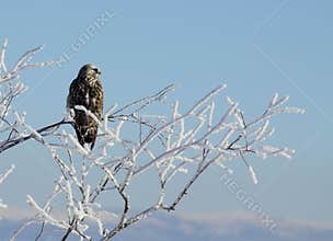 Hawk Perched in Frosty Winter Tree