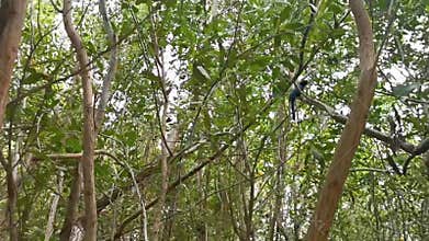 Yucatan jay bird birds in trees tropical jungle nature Mexico