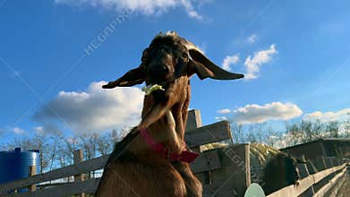 A goat eats cabbage on a farm on a sunny day