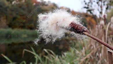 Fluffy fuzzy Cattails close-up on autumn river
