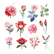 Valentine's Day Rose set watercolor