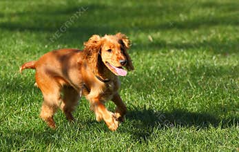 Dog running