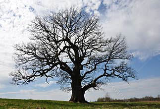Silhoette of big tree