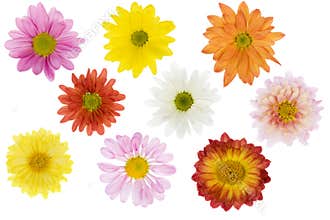 Isolated flowers