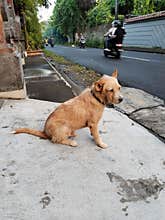 the dog's eyes look at the point of view