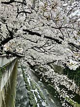 Cherry blossoms at Kanda River, Tokyo 2024