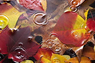 Fall Autumn Leaves Water Rain Background