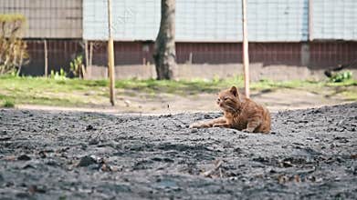 Beaten Ginger Cat Lies on the Barren Ground of an Urban Yard