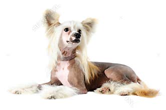 Chinese crested dog portrait isolated on white