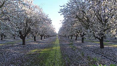 Flying back between almond trees