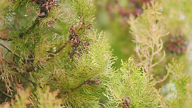 Evergreen Fragrant Coniferous Trees Twigs. Green Branches Moving With The Wind.