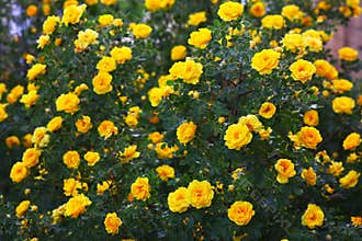 Briar yellow rose bush flowers nature wallpaper