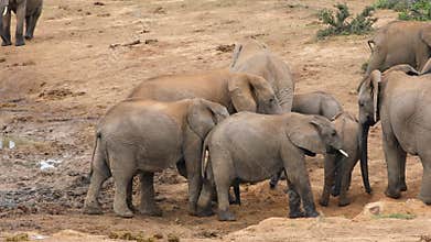 An African elephant cow and calves in natural habitat, Addo Elephant National Park, South Africa