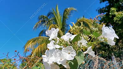 White tropical exotic flowers and flowering outdoor in Mexico