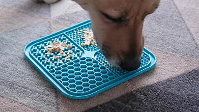 Cute dog using lick mat for eating food slowly