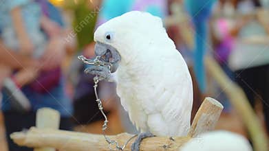 Cockatoo white parrot chained, gnawing attempt to free himself.