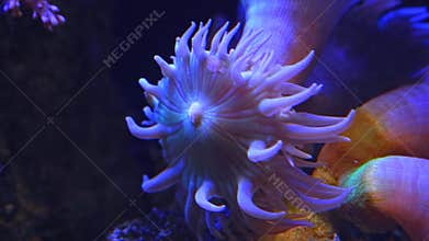 LPS duncan coral polyp head move tentacle in strong flow, fluorescent animal on live rock, vulnerable pet