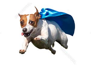 Happy Jack Russell Terrier Puppy Dog with Blue Cape Flying Up in The Air. Transparent PNG