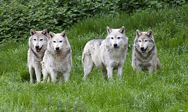 Pack of European Grey Wolves