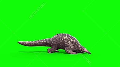 Pangolin Attacks Green Screen Side Loop 3D Rendering Animation 4K