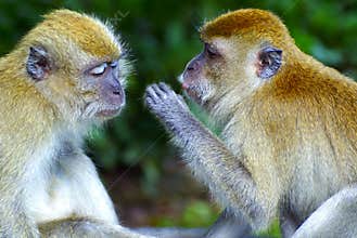 Monkeys whispering secrets