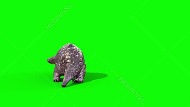 Pangolin Attacks Green Screen Front Loop 3D Rendering Animation 4K
