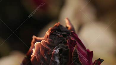 No eco friendly concept. Planet earth destruction. Climate changing and firing red rose. Red dried rose burns. Time