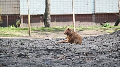 Beaten Ginger Cat Lies on the Barren Ground of an Urban Yard