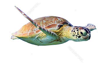 Green Sea Turtle isolated on white background
