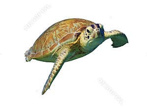 Green Sea Turtle isolated on white background