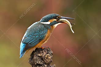 Kingfisher eating a fish