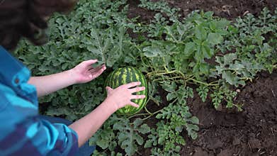 Farmer in watermelon field. Agricultural business concept. A young farmer walks through a field and looks at ripe
