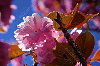 Outdoor shot filled with beautiful cherry blossoms in their smooth pink tones