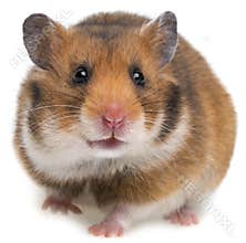 Hamster