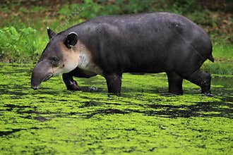 Baird's tapir