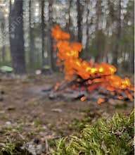 a barbecue campfire is built in the forest