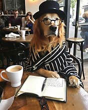 an elegant Golden Retriever wearing black glasses and a hoodie, sitting at a table in a coffee shop with a latte on it