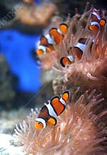 Nemo fish