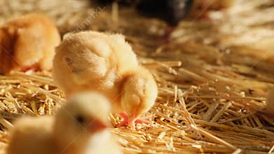 poultry fluffy baby day old chick farmhouse straw bedding brooding industrial meat production