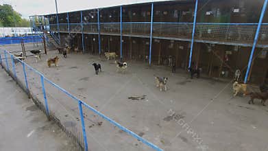 Lot of stray dogs run in shelter at autumn day.