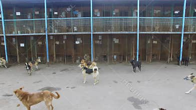 Many stray dogs bark in asylum at autumn day.