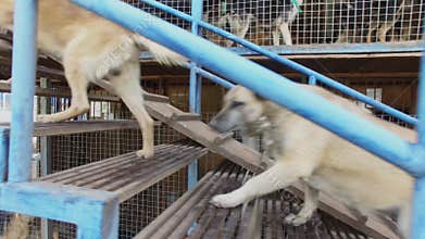 Lot of stray dogs walk by stairs to cages in